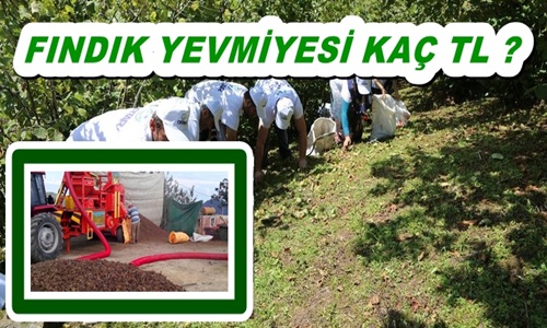 FINDIK YEVMİYE FİATLARI...