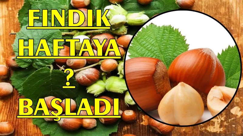 FINDIK HAFTAYA NASIL BAŞLADI ?