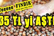 FINDIK TA FİYATLAR UÇUŞA GEÇTİ...