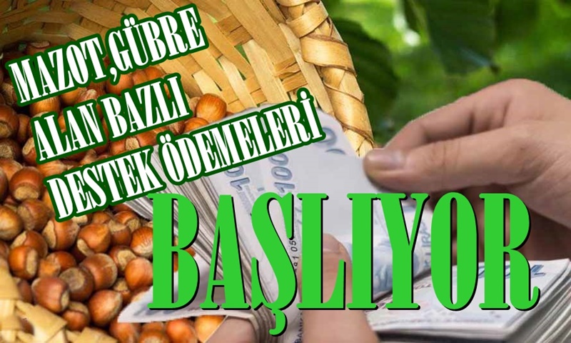 FINDIK ALAN BAZLI GELİR DESTEĞİ İLE MAZOT VE GÜBRE DESTEĞİ ÖDEMELERİ BAŞLIYOR