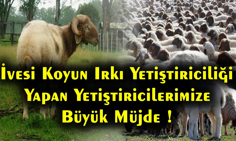 100 Baş Koyunu Olan Destekten Yararlanacak!