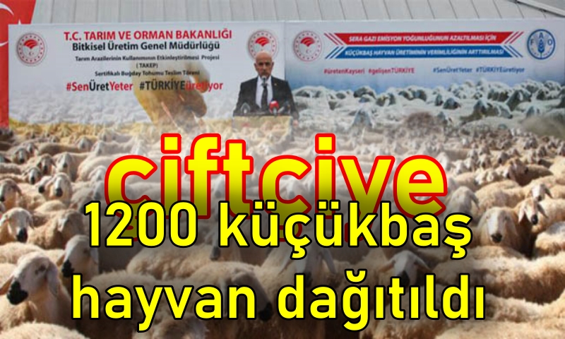 Çiftçiye 1150 Ton Buğday, 450 Ton Arpa Tohumu ile 1200 Küçükbaş Hayvan Dağıtıldı