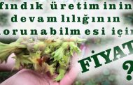 FINDIK ÜRETİMİNİN SÜRDÜRÜLEBİLMESİ İÇİN FİYAT NE OLMALI ?