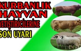 KURBANLIK HAYVAN YETİŞTİRİCİLERİNE SON DUYURU